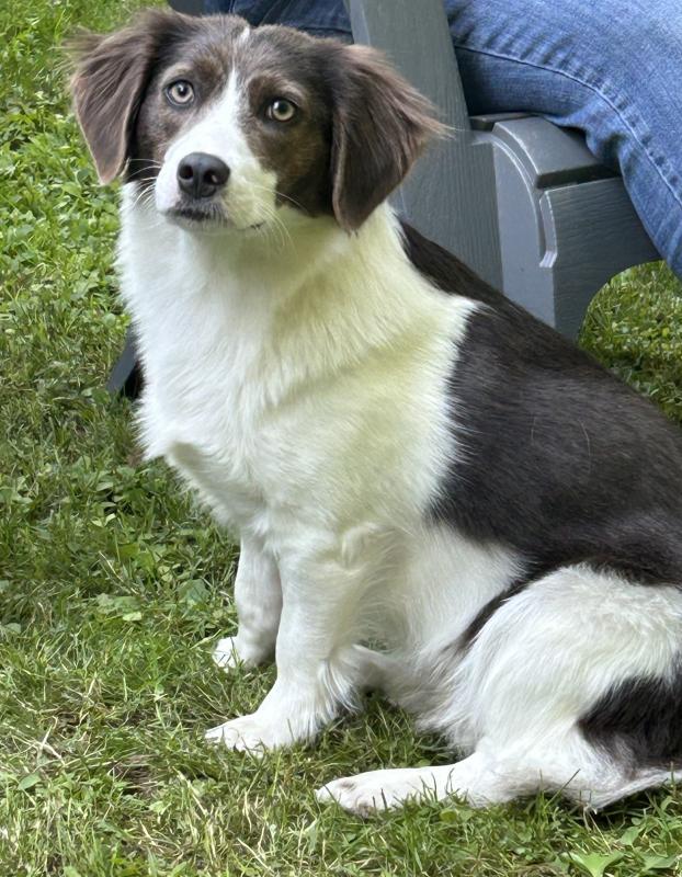 white and brown dog looking at camera while sitting in grass
